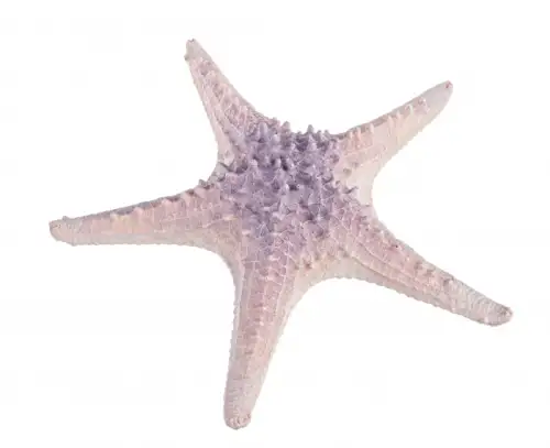 Decoratiune Starfish, Rasina, Mov, 29.6x29x7 cm